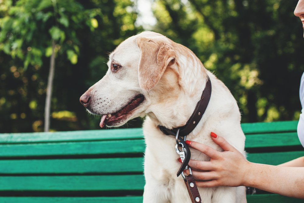 dog sitting on a bench at a park