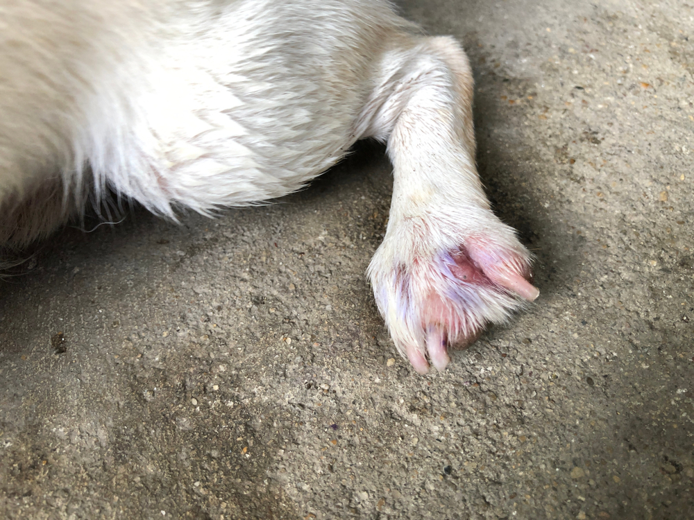 dog toe injury