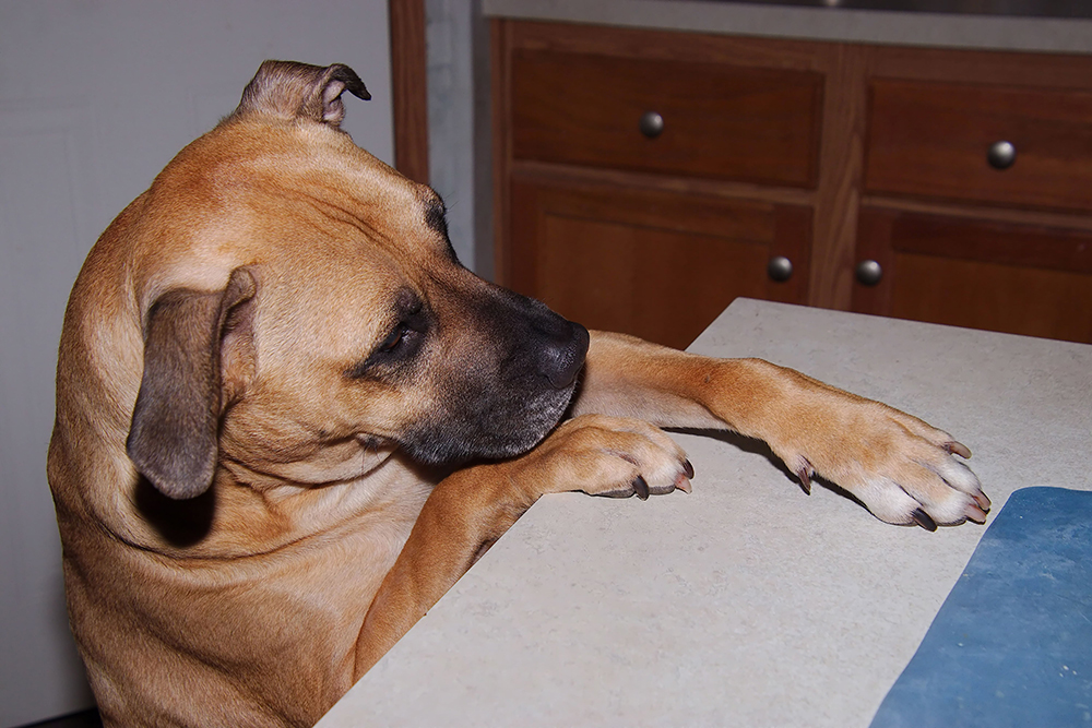 dog trying to steal food from the kitchen counter