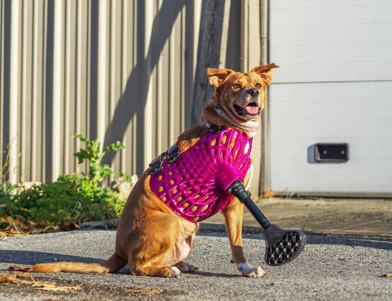 dog wearing a pink prosthetic leg