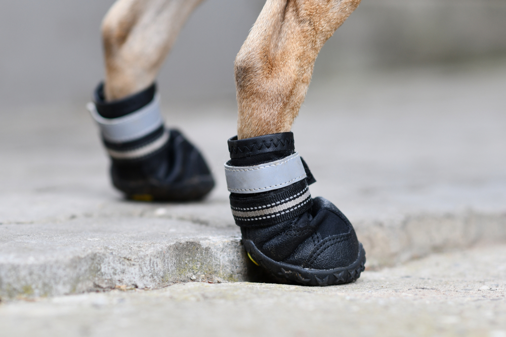 dog wearing dog shoes close up