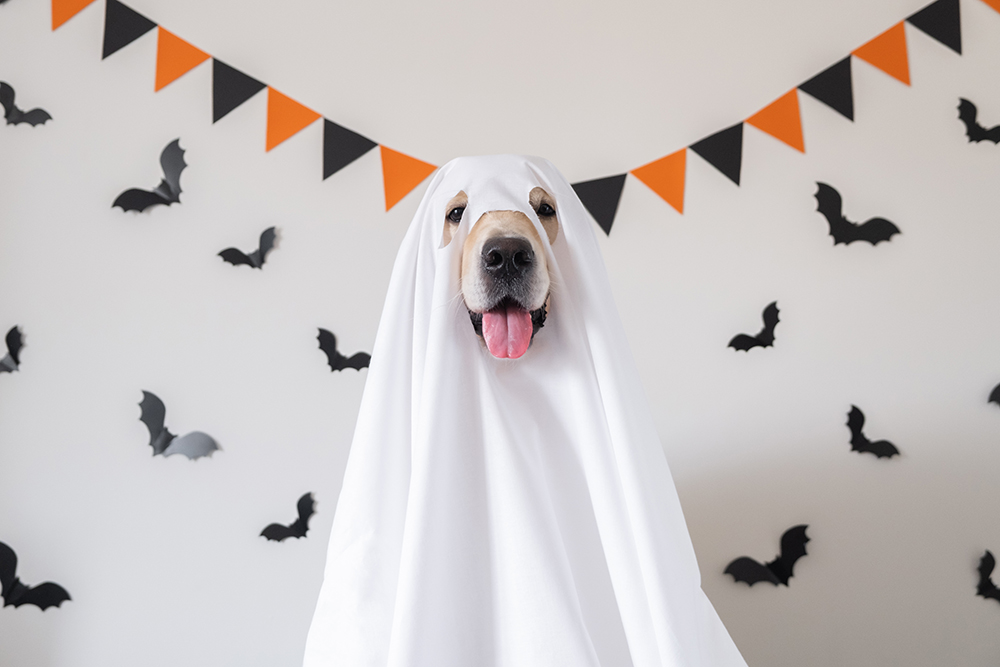 dog wearing ghost costume for Halloween