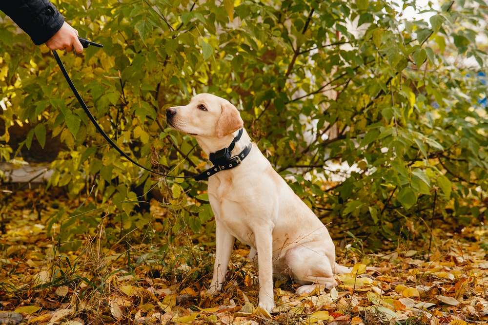 dog-with-electric-shock-collar