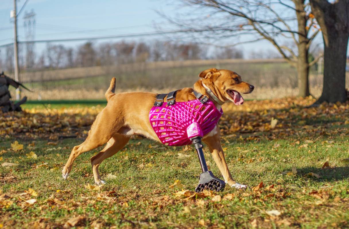 dog with prosthetic leg running outdoors