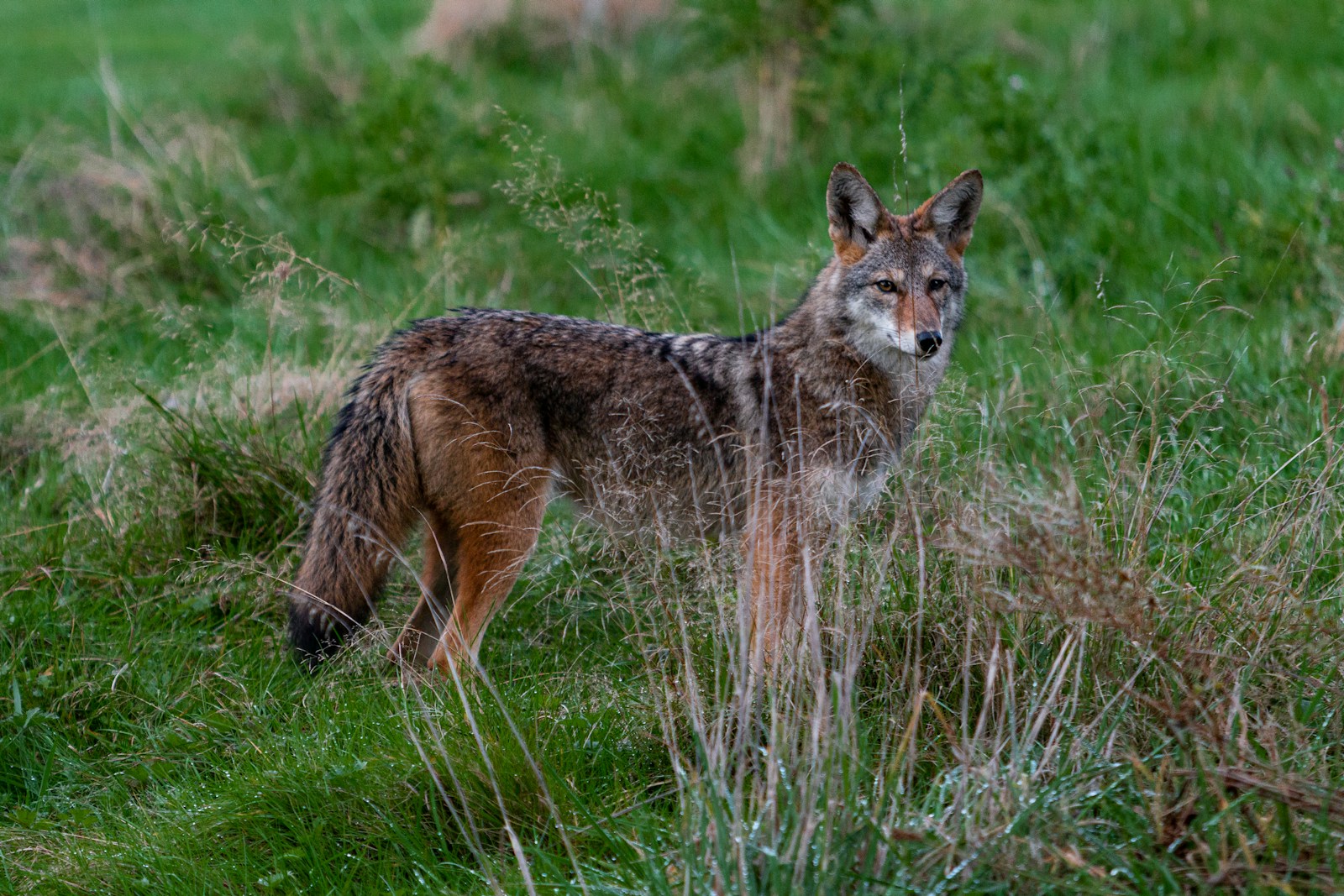 Coyotes standing on grass during day