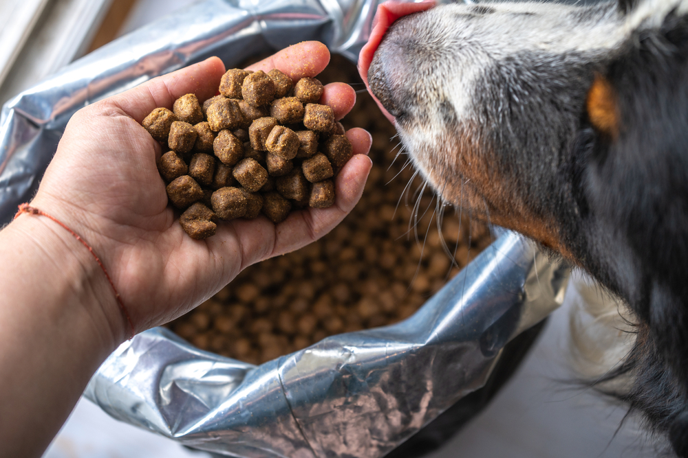 dry dog food in plastic bag and dog head