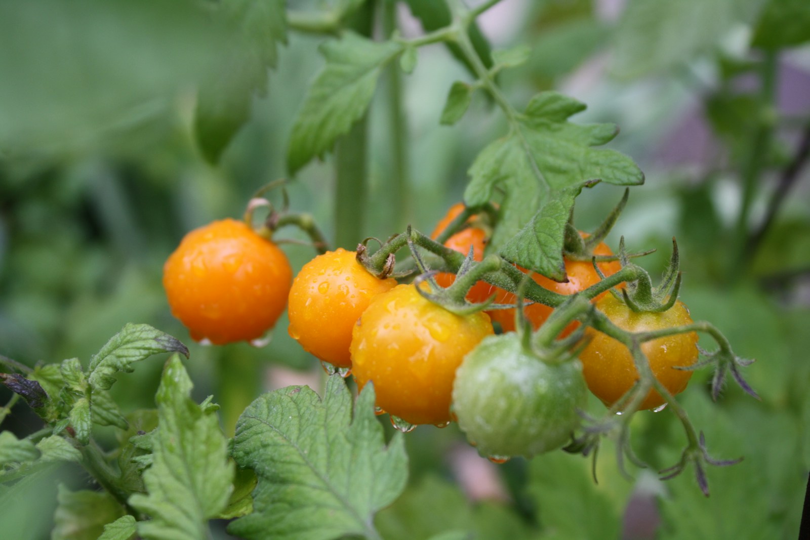 Jerusalem Cherry
