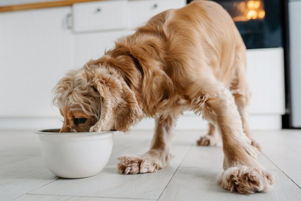 English cocker spaniel dog eating in the kitchen