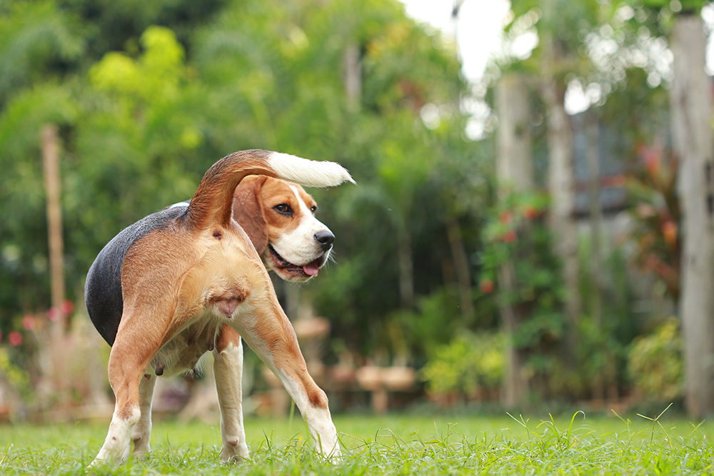 female beagle dog on estrus cycle