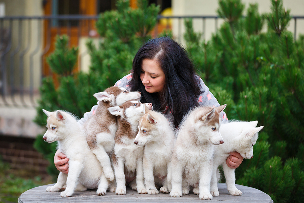 female breeder and husky puppies