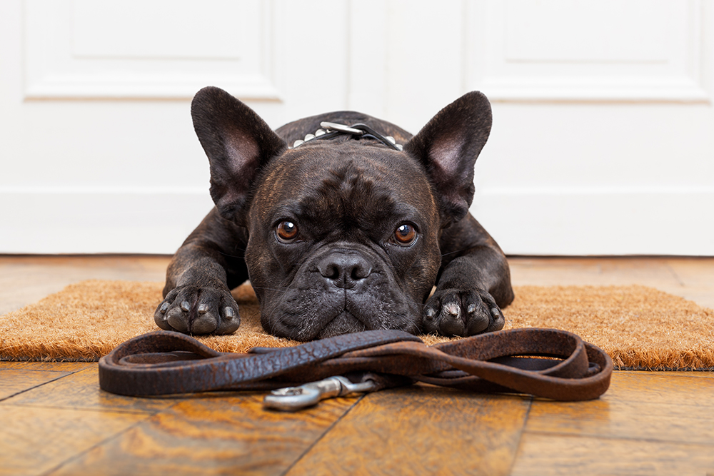 french bulldog dog staring at the leash