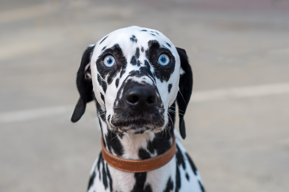 funny wide eyed dalmatian dog with blue eyes