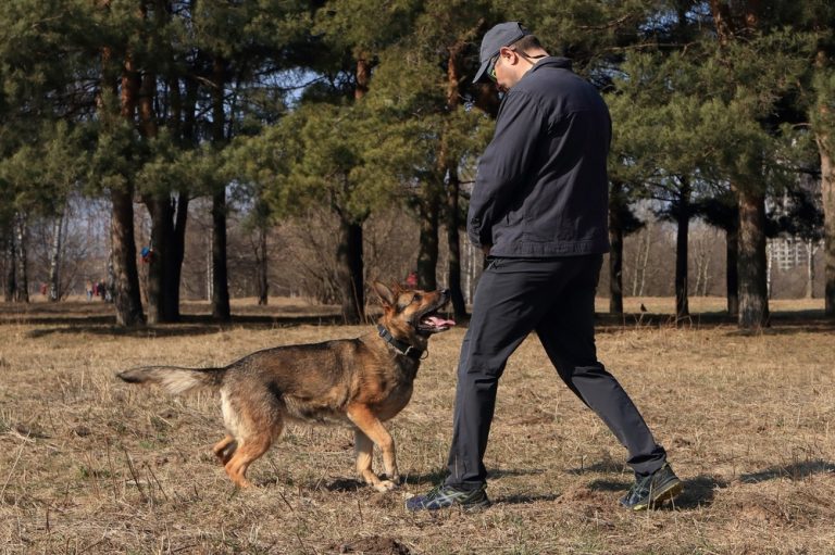 Herding Dog Training Near Me Finding the Right Trainer and Techniques for You