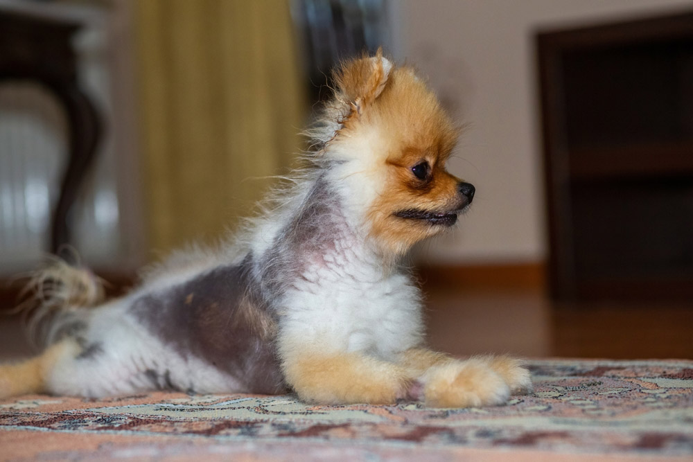 german spitz pomeranian dog with hair loss
