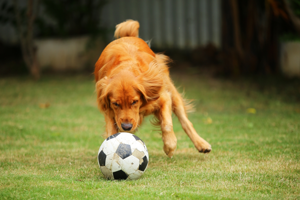 Image Credit: golden-retriever-playing-ball-in-the-grass