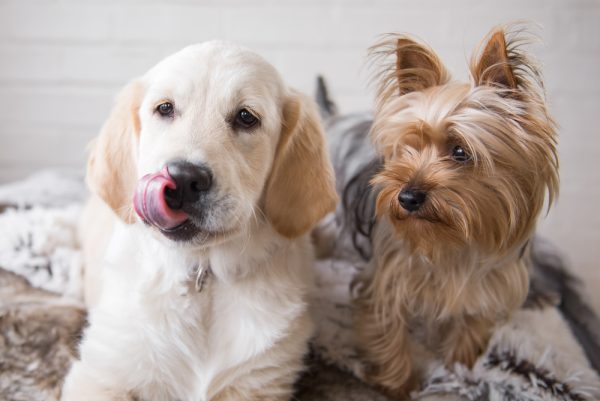 golden retriever puppy yorkie puppy