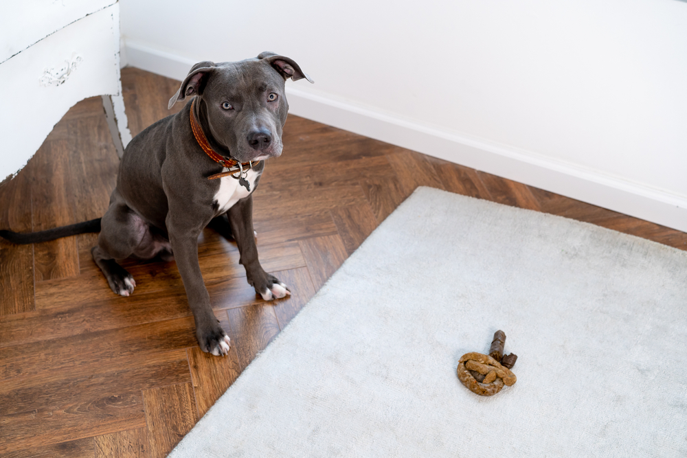 gray pit bull dog poop floor