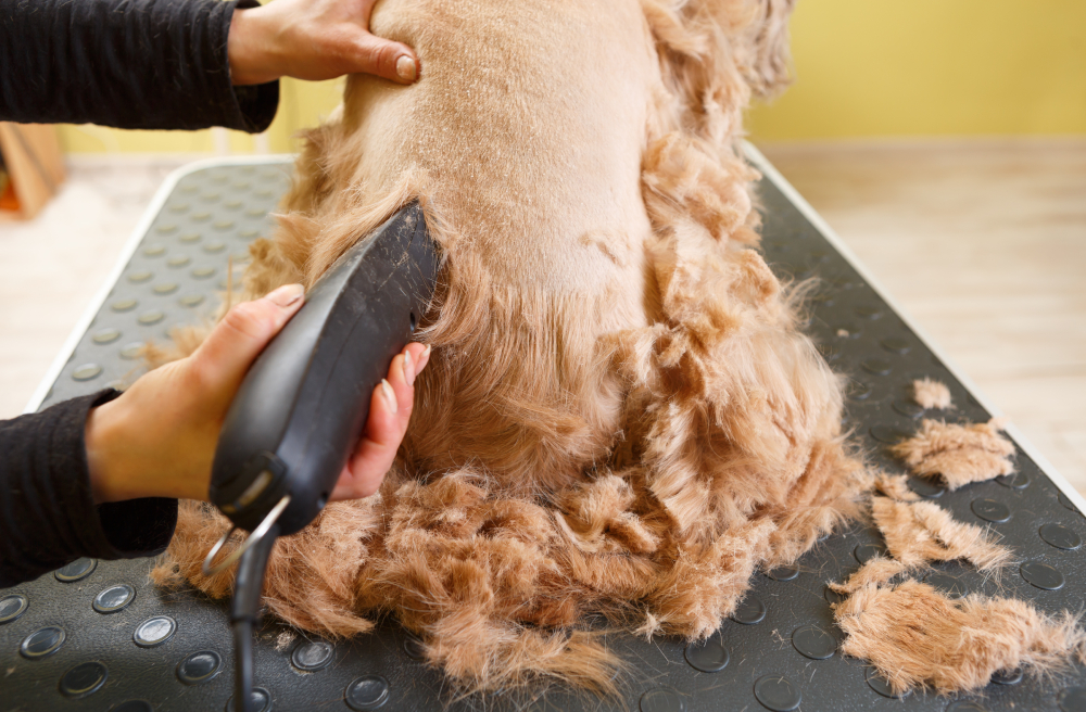 groomer shaving dog with electric shaver