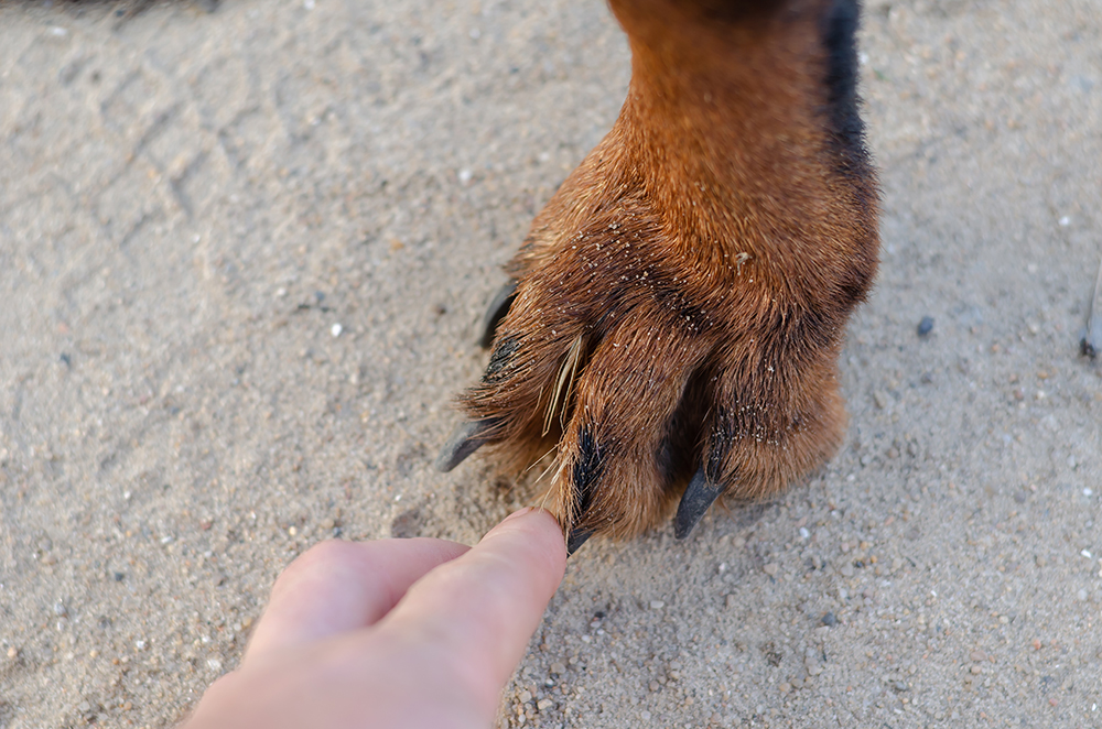 hand removing foxtail on dog's paw