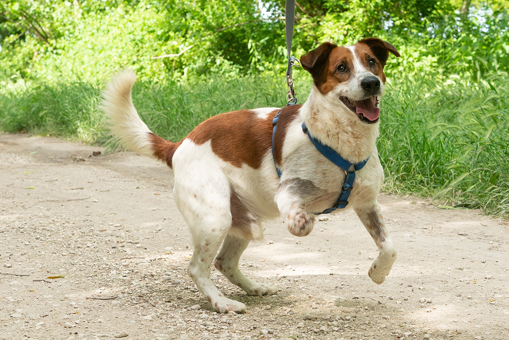 happy tripod dog jumping for joy