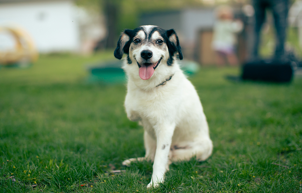 75+ Tripod Dog Names Ideas for You Special Pup Dogster