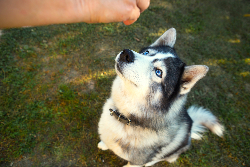 husky dog getting a treat