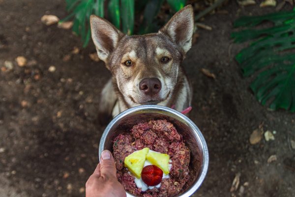 Husky wolf dog excited to be fed with raw food