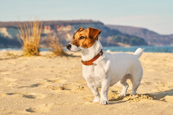 jack-russel-terrier-dog-in-the-beach