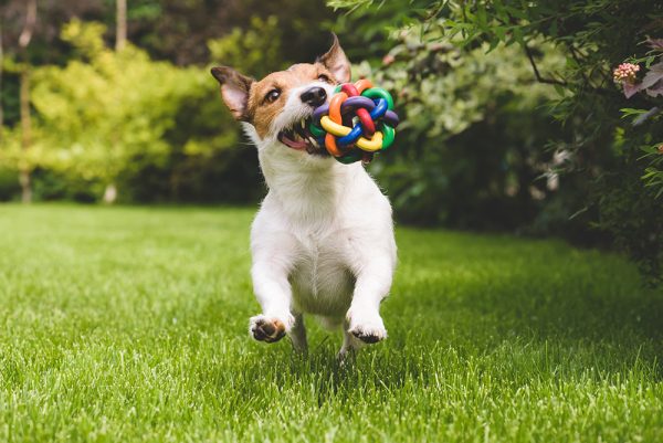 Jack Russell Terrier dog running in the backyard with toy
