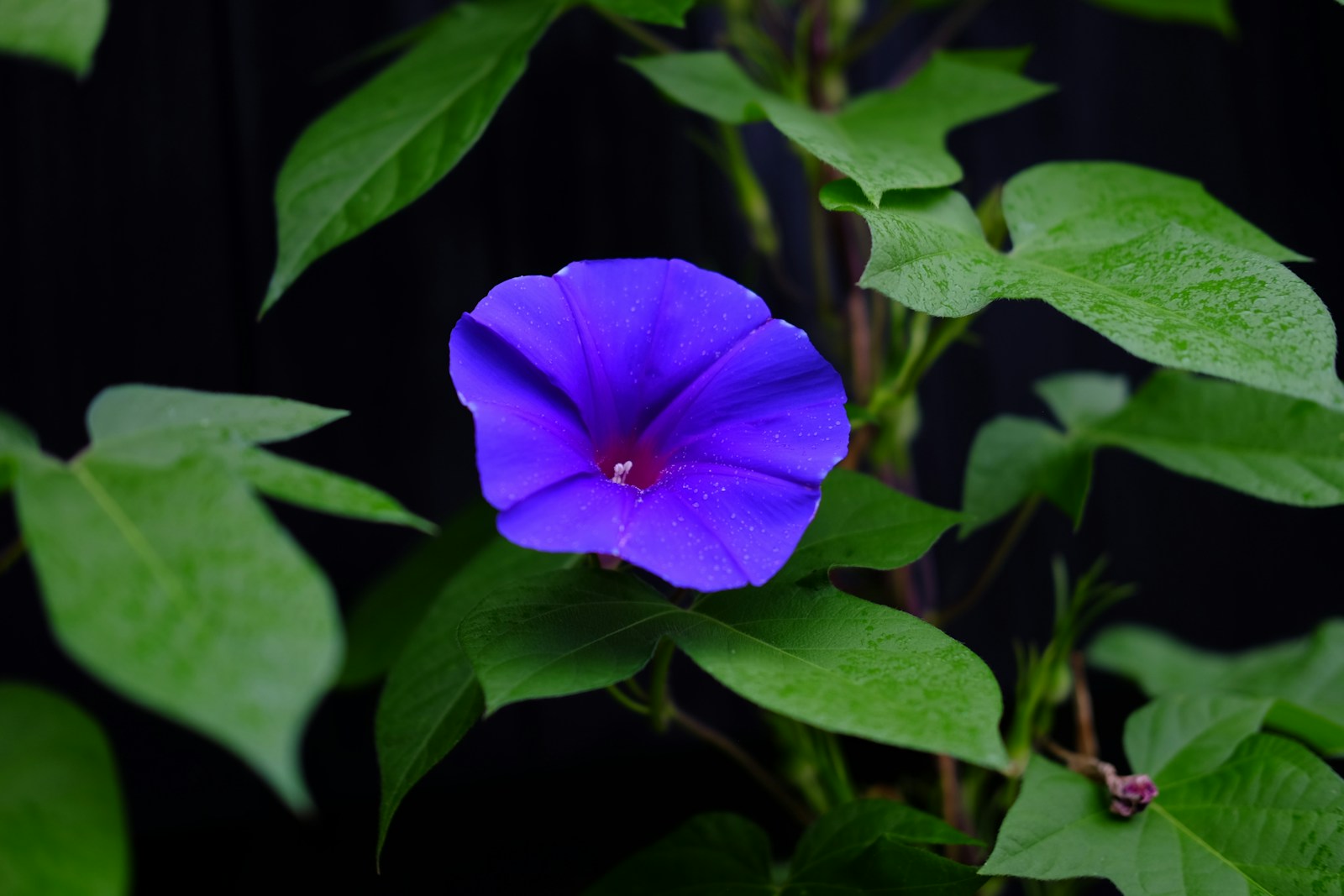 Morning Glory Violet close up