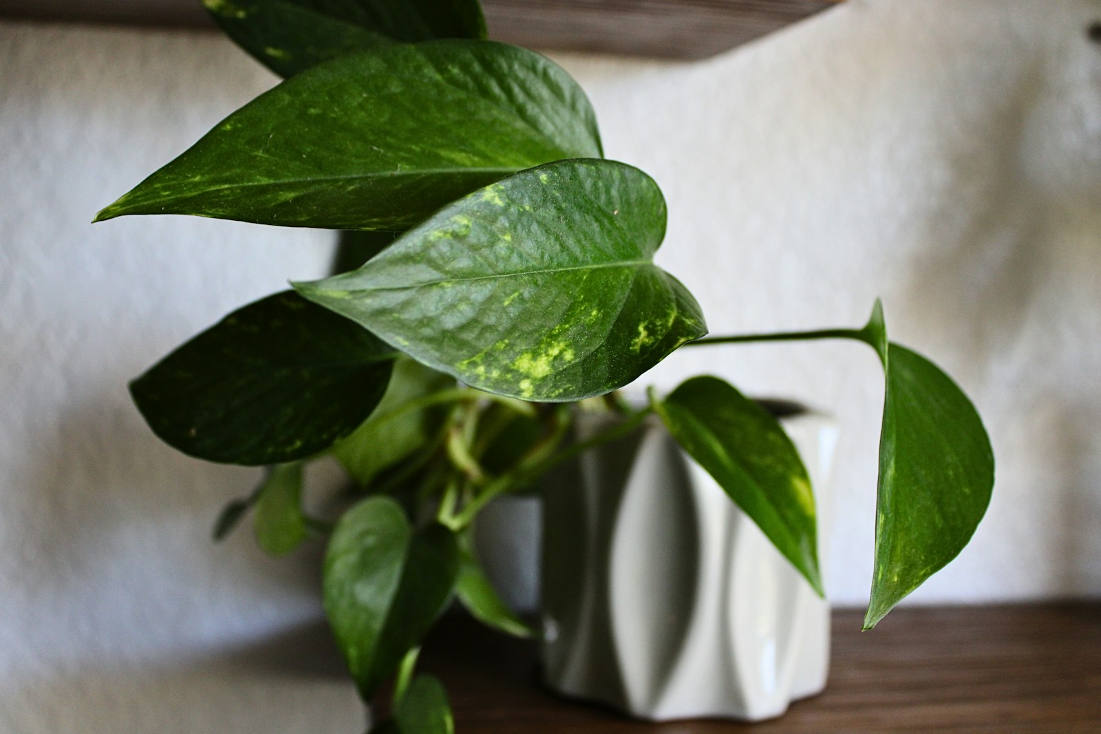 Golden Pothos in a white vase on a table