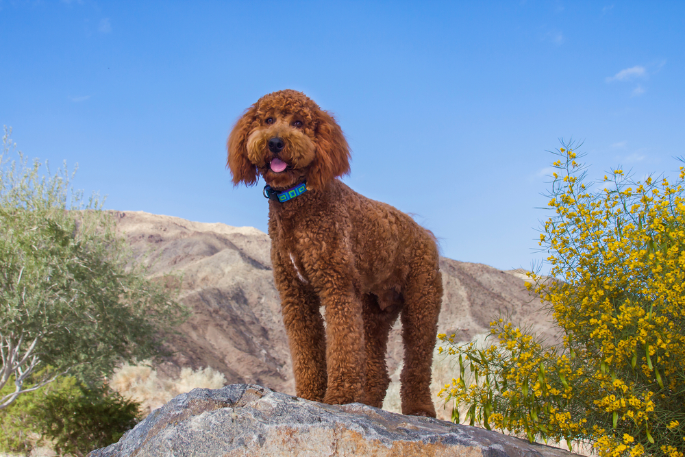labradoodle-dog-standing-on-rock