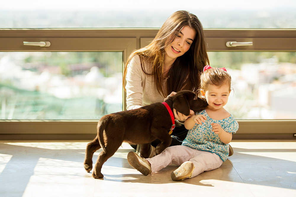 labrador puppy kissing a toddler in front of her mother