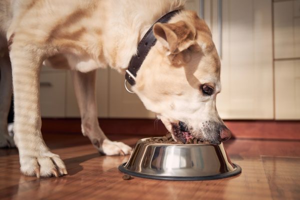 labrador-retriever-dog-eating