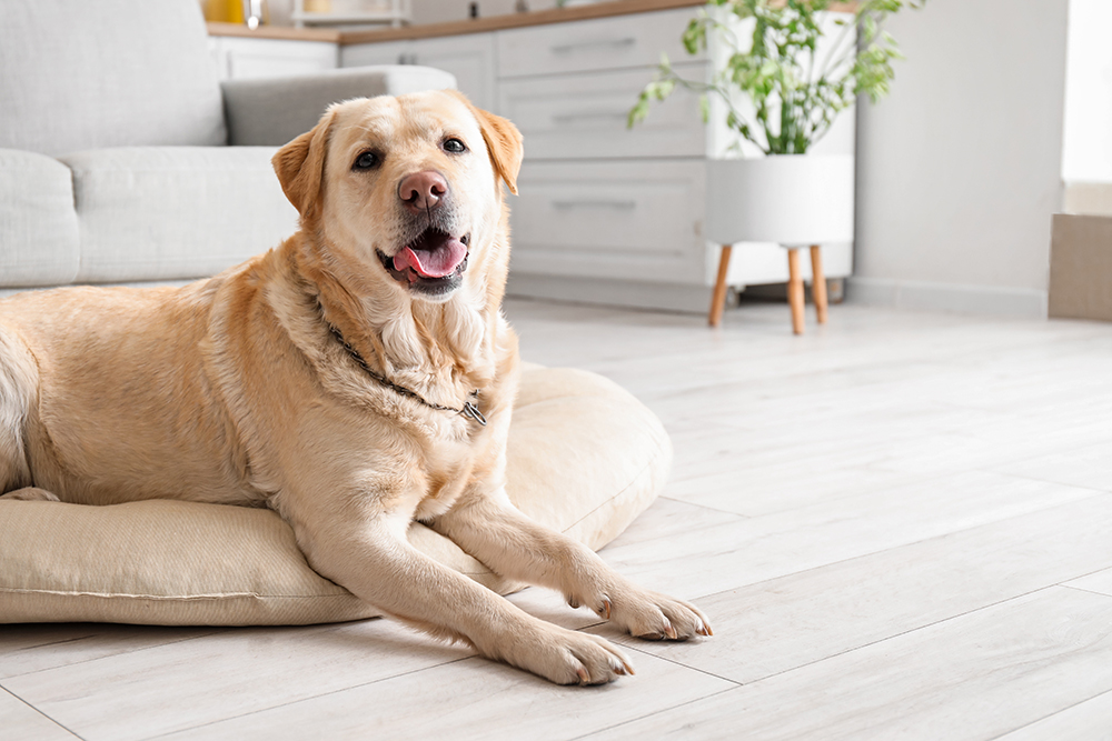 labrador retriever dog lying on the bed on the floor