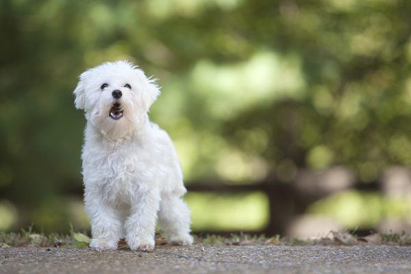 maltese dog barking