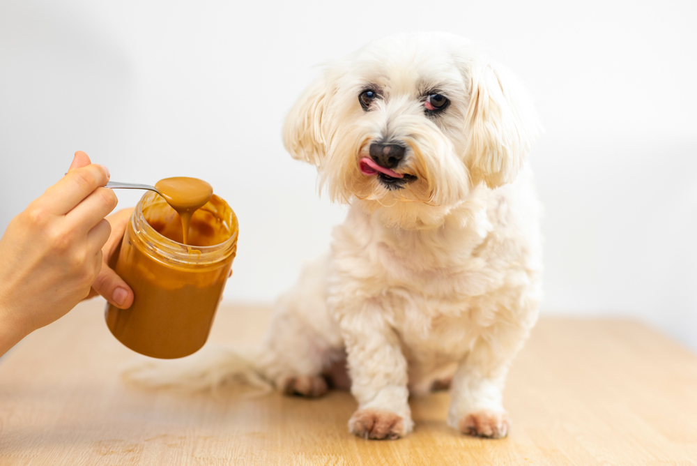 maltese-dog-eating-peanut-butter