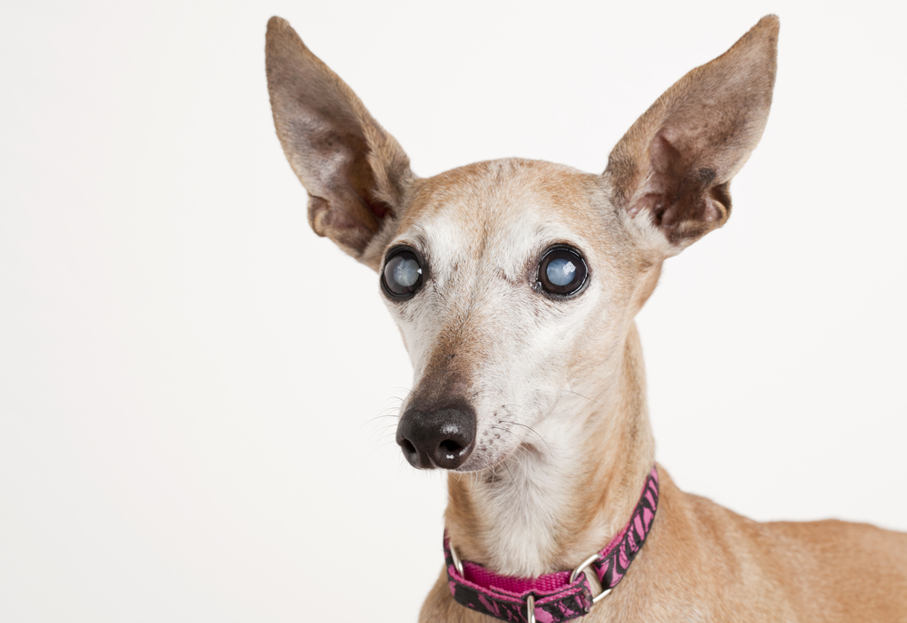 old blind italian greyhound