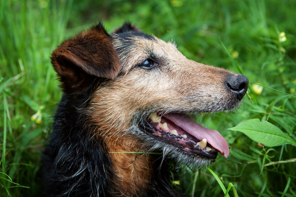 old dog outdoors