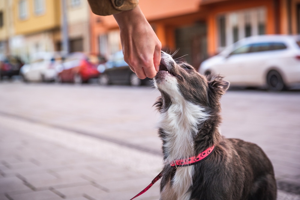 owner giving treats to dog