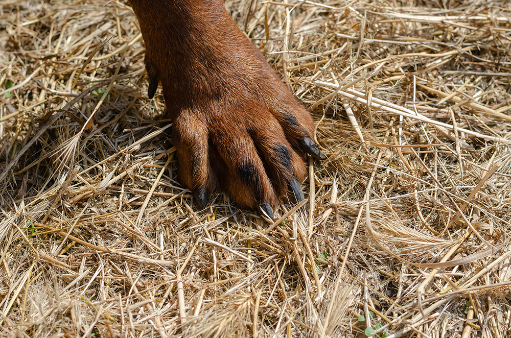 paw standing on dry straws and foxtails