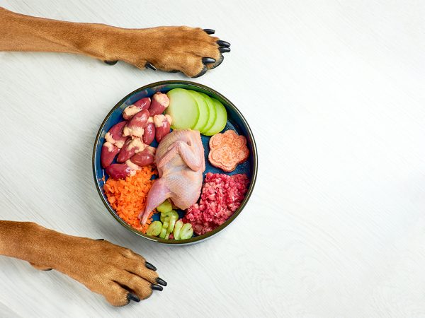 pet bowl with raw food in between dog's paws
