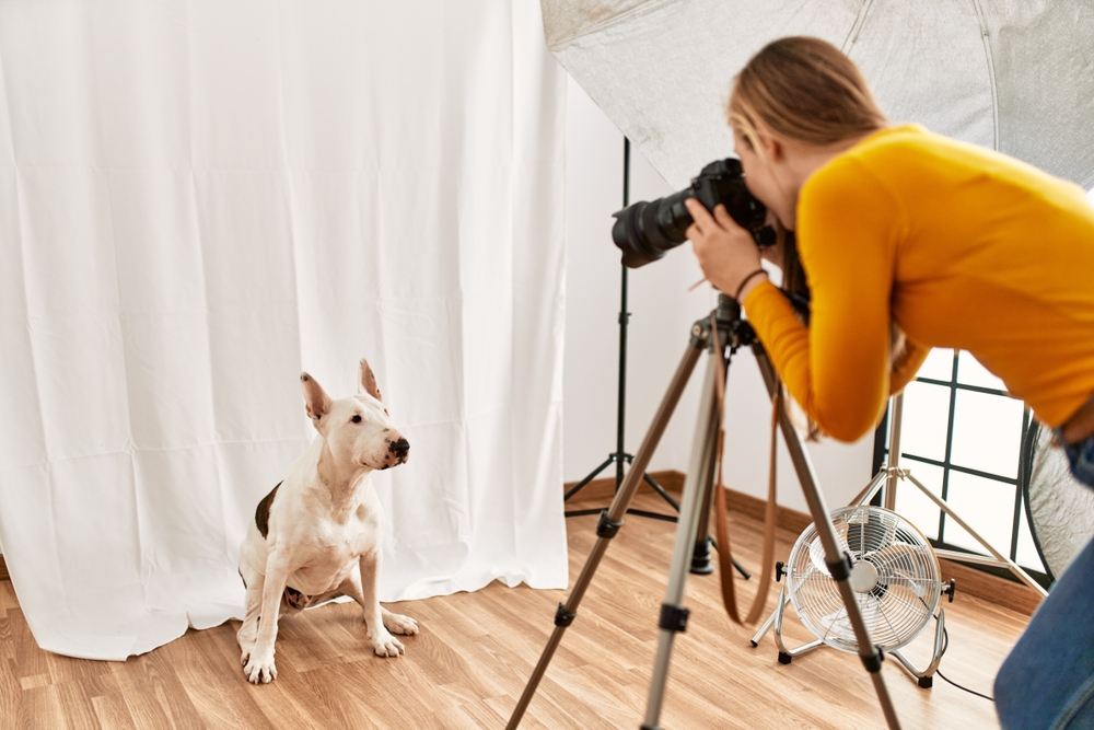 photographer taking pictures of the dog in a studio