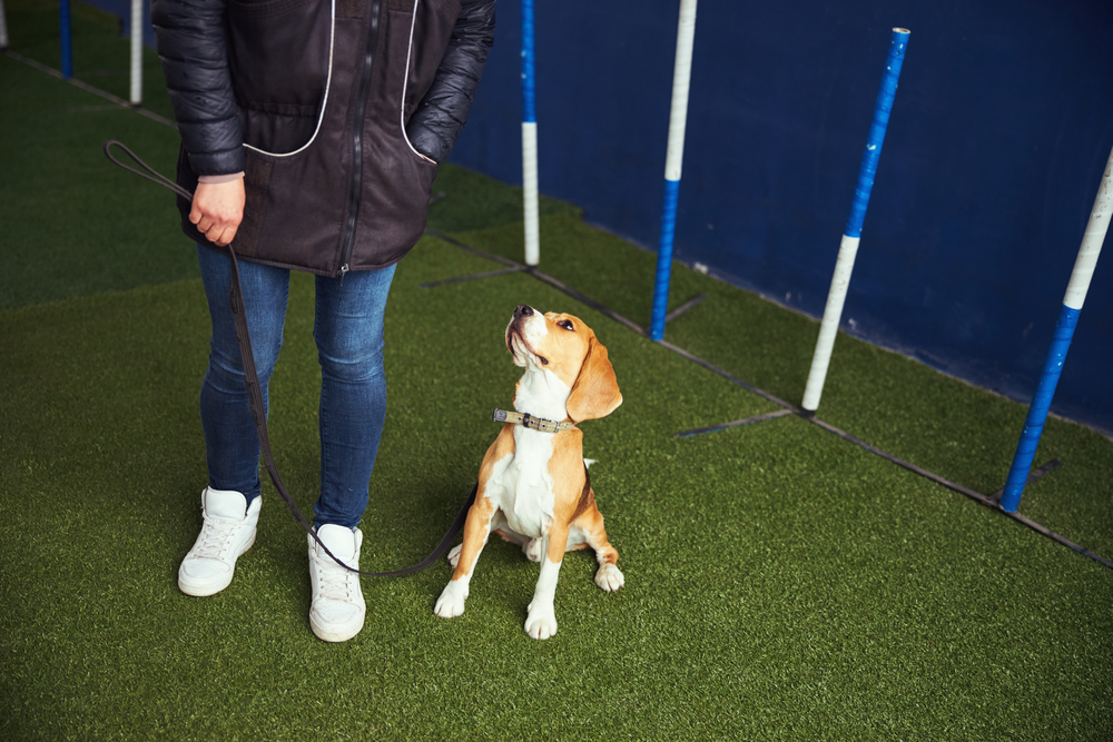 professional trainer holding the leash of the puppy in training session