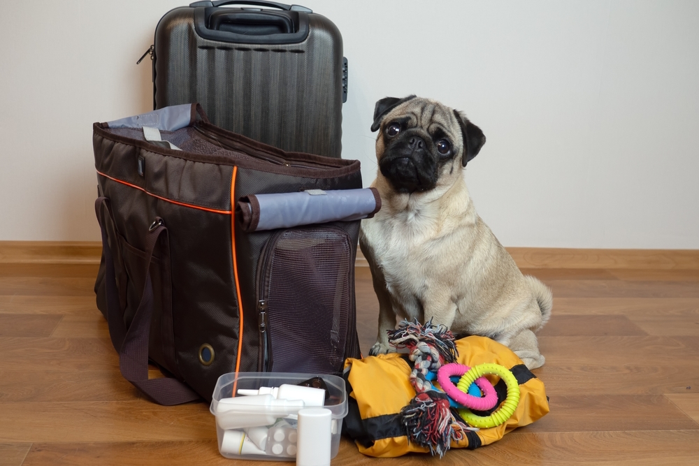 pug-dog-sits-near-pet-carrier