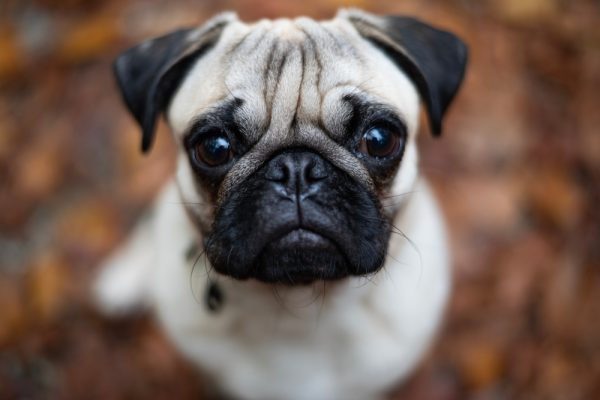 pug eyes closeup
