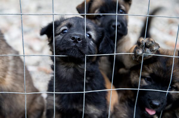 puppies in a cage
