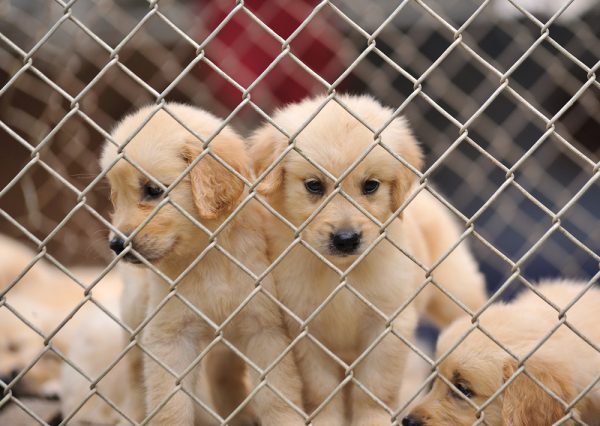 puppies in a cage