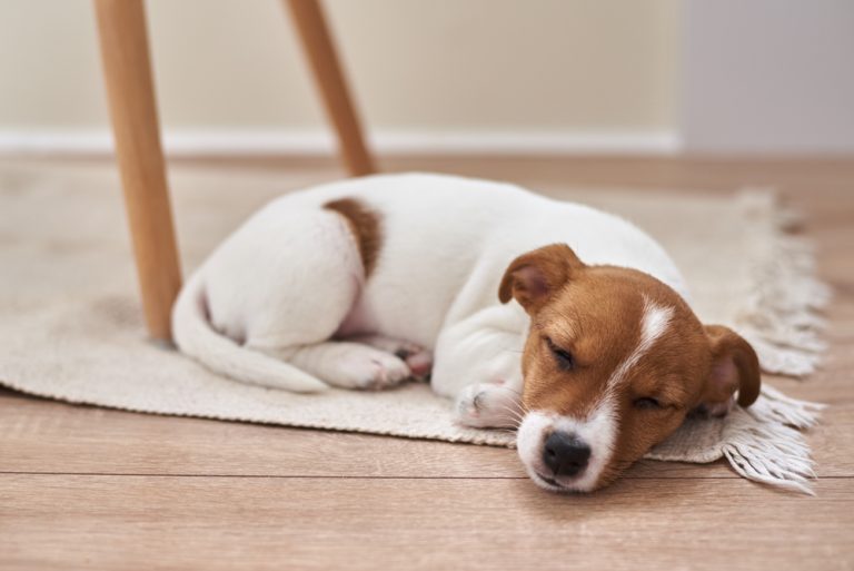 How Long Do Puppies Sleep? VetReviewed Facts & FAQ Dogster