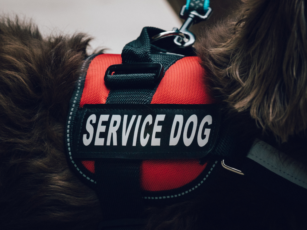 red service dog vest on a long haired dachshund close up